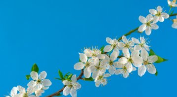 Kirschblüte steht für Lebensabschnitt eins