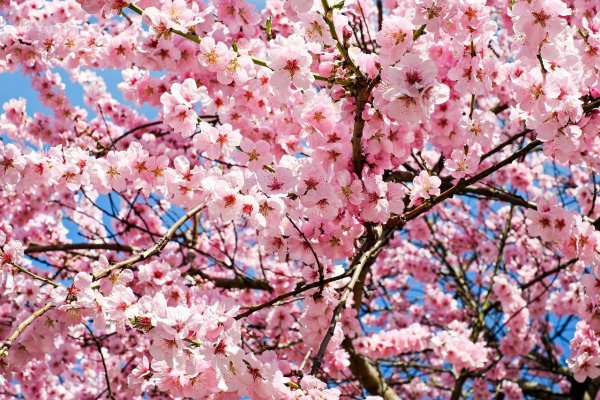 Kirschblüte steht für Lebensabschnitt zwei